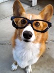 20-cute-dogs-with-glasses-020
