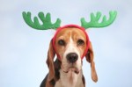 ChristmasDog_iStock400